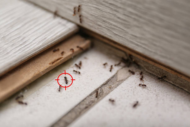 Best Pest Inspection Near Me  in Ellaville, GA