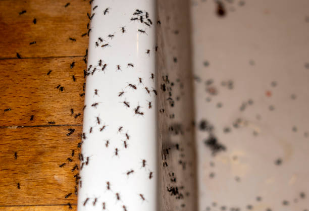 Pest Control for Restaurants in Ellaville, GA